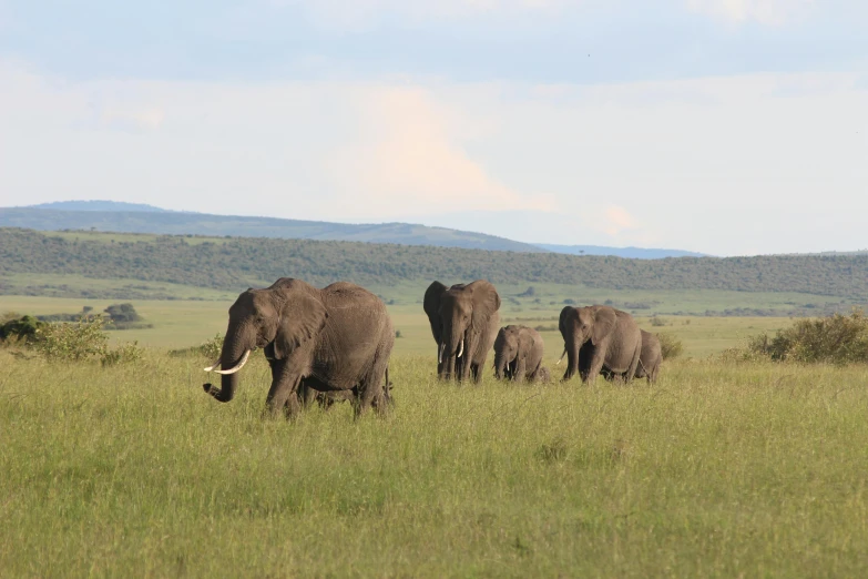 four elephants are standing together on a grassy plain