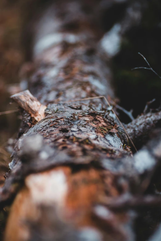 a tree nch laying upside down in a forest