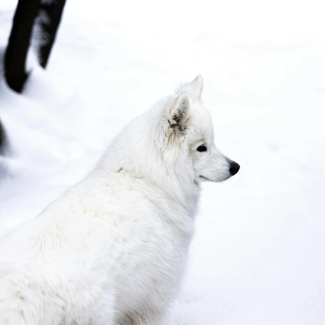 a white dog is sitting down in the snow