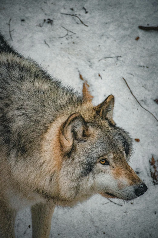 the image is blurred out to reveal the wolf's shadow