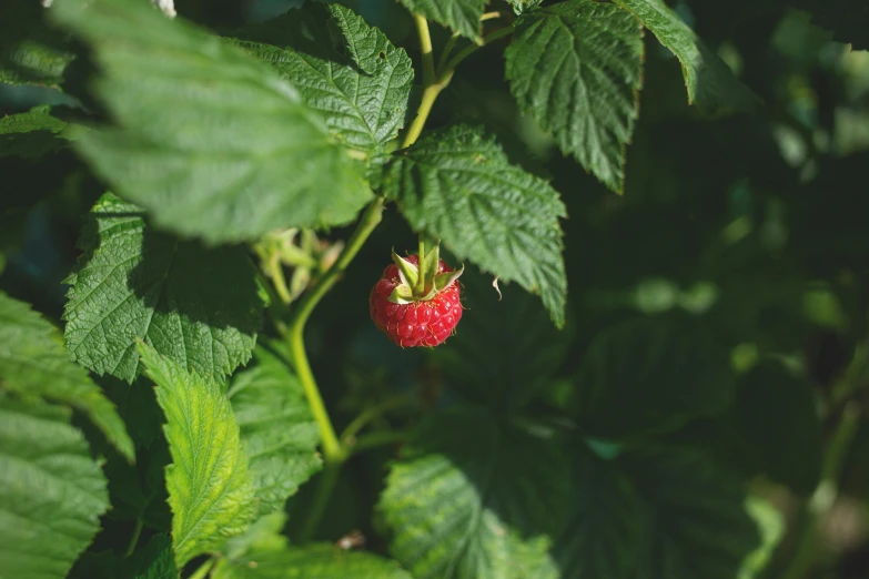 a strawberry grows near leaves on a plant