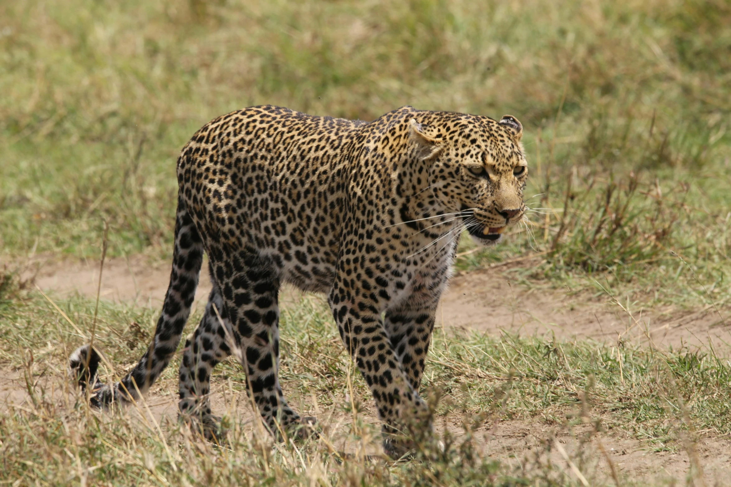 an adult leopard walks along the grassy terrain