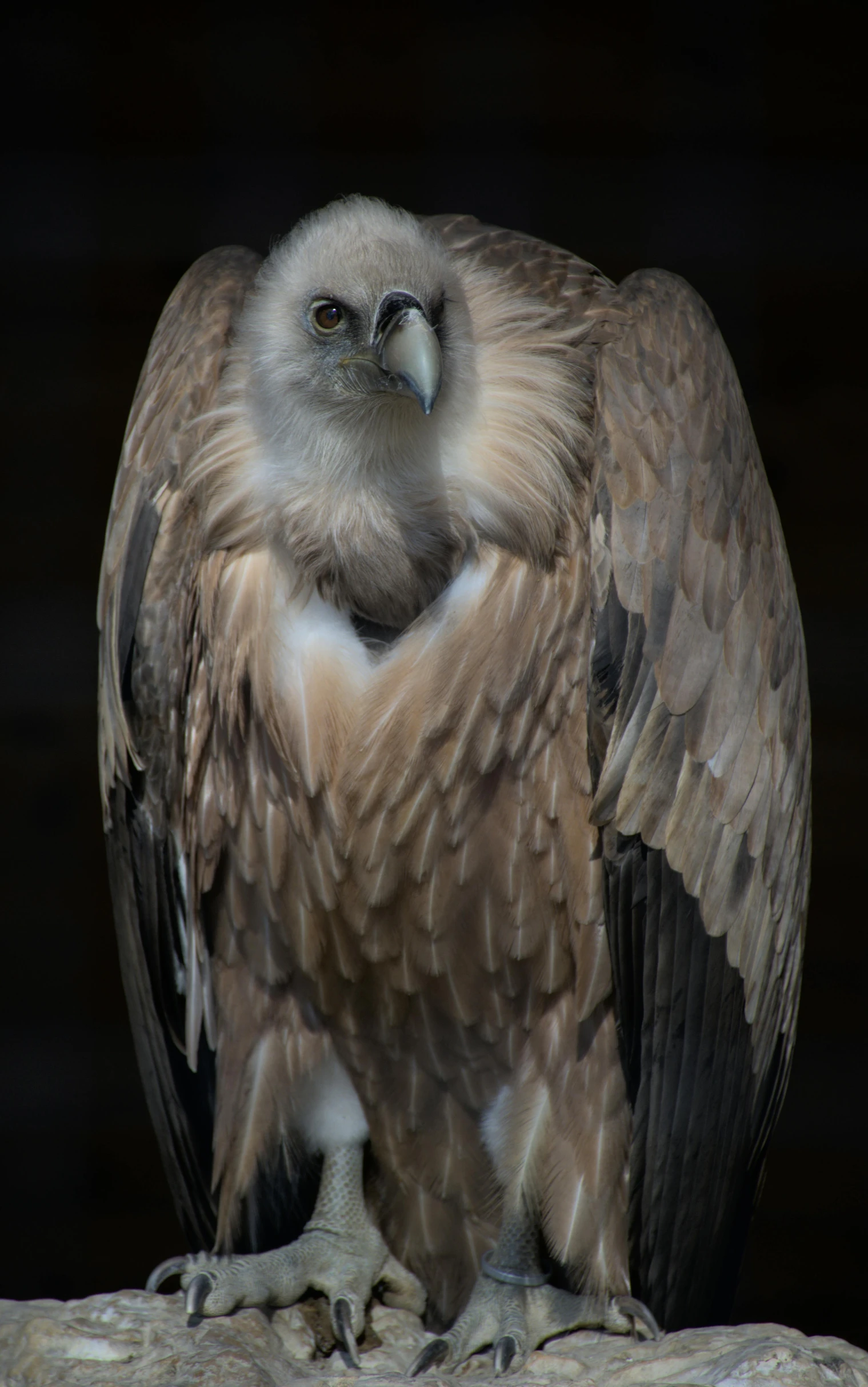 an eagle sitting on a rock looking at the camera