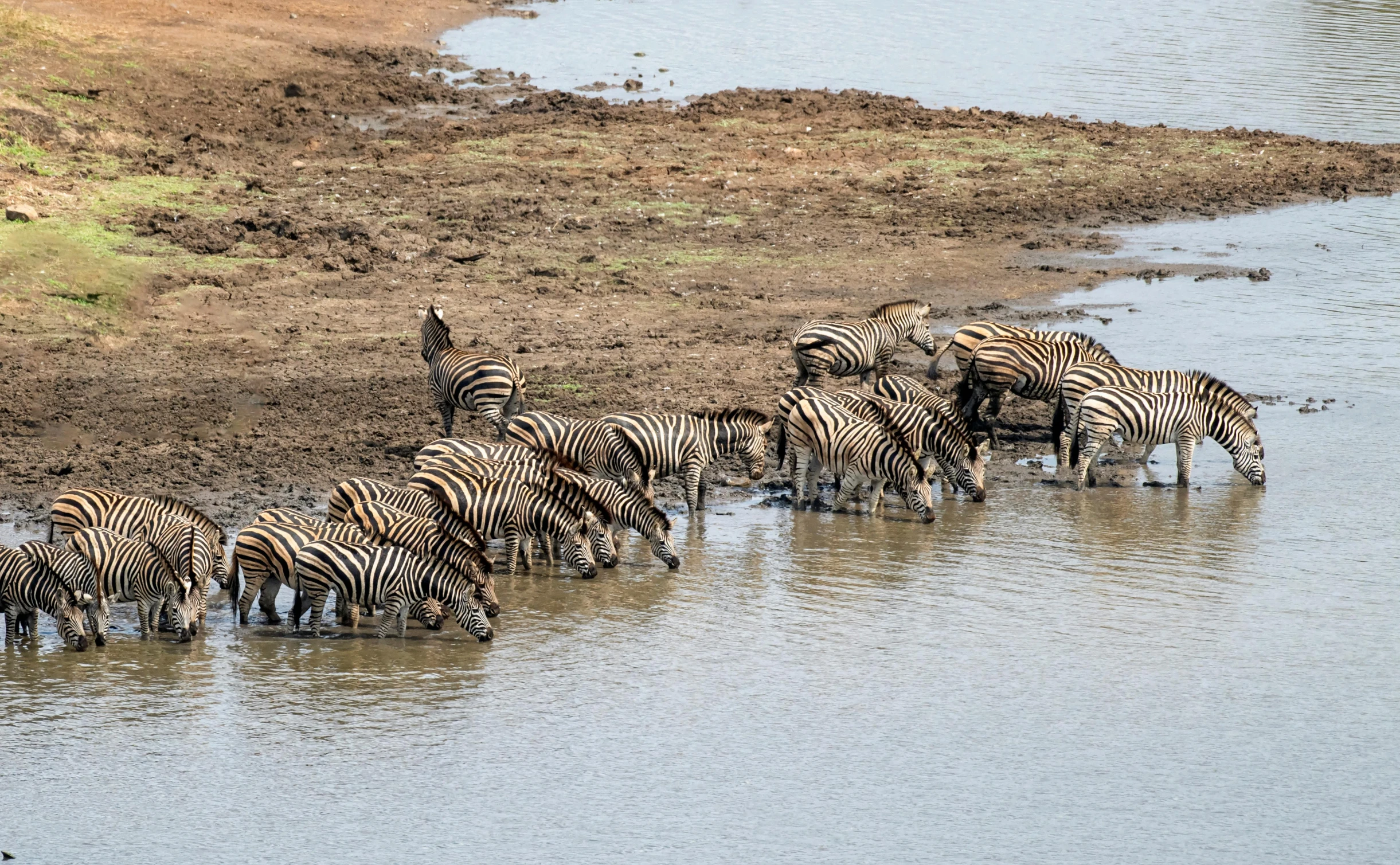 a herd of ze standing at the waters edge