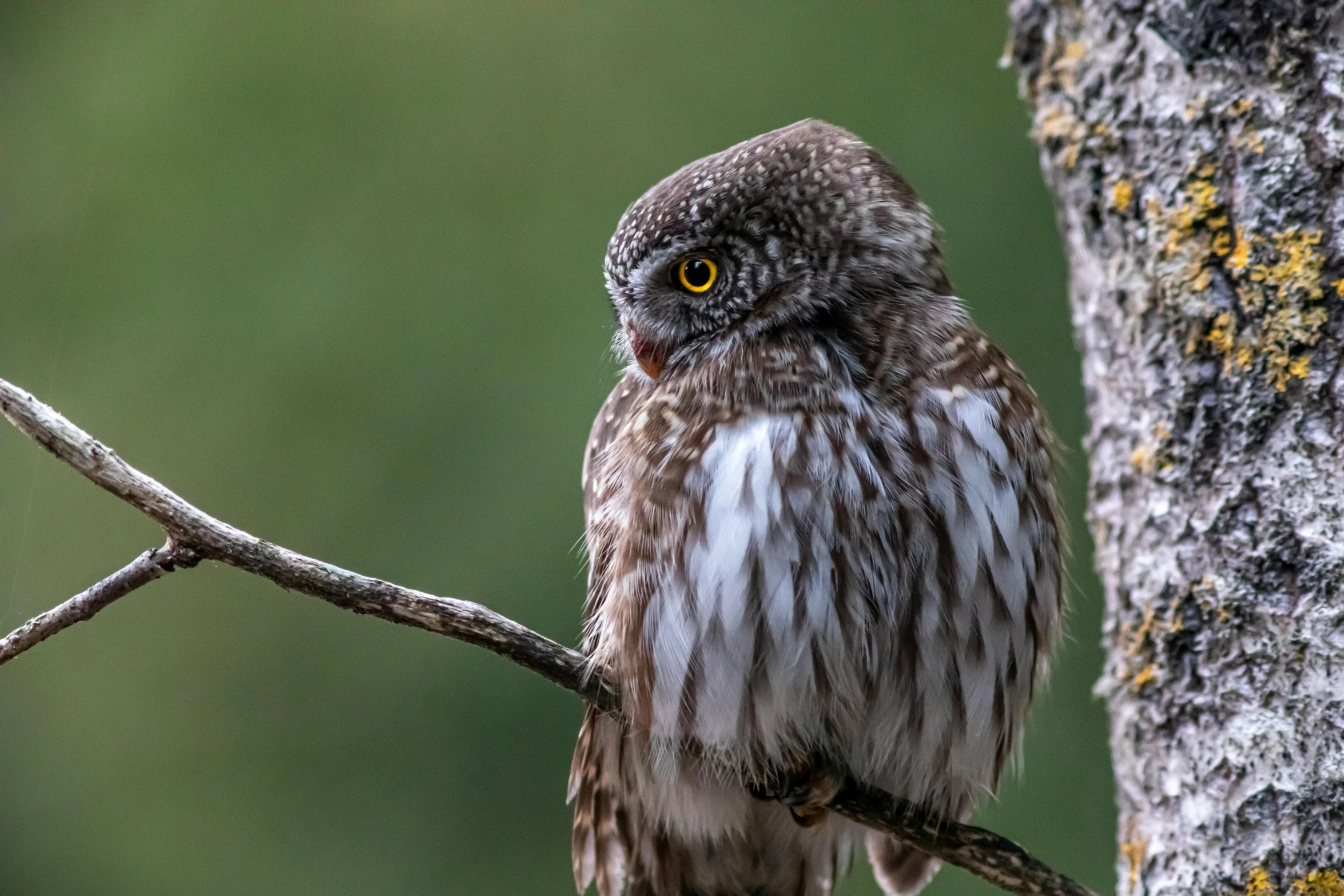 a very cute little bird sitting on a tree nch