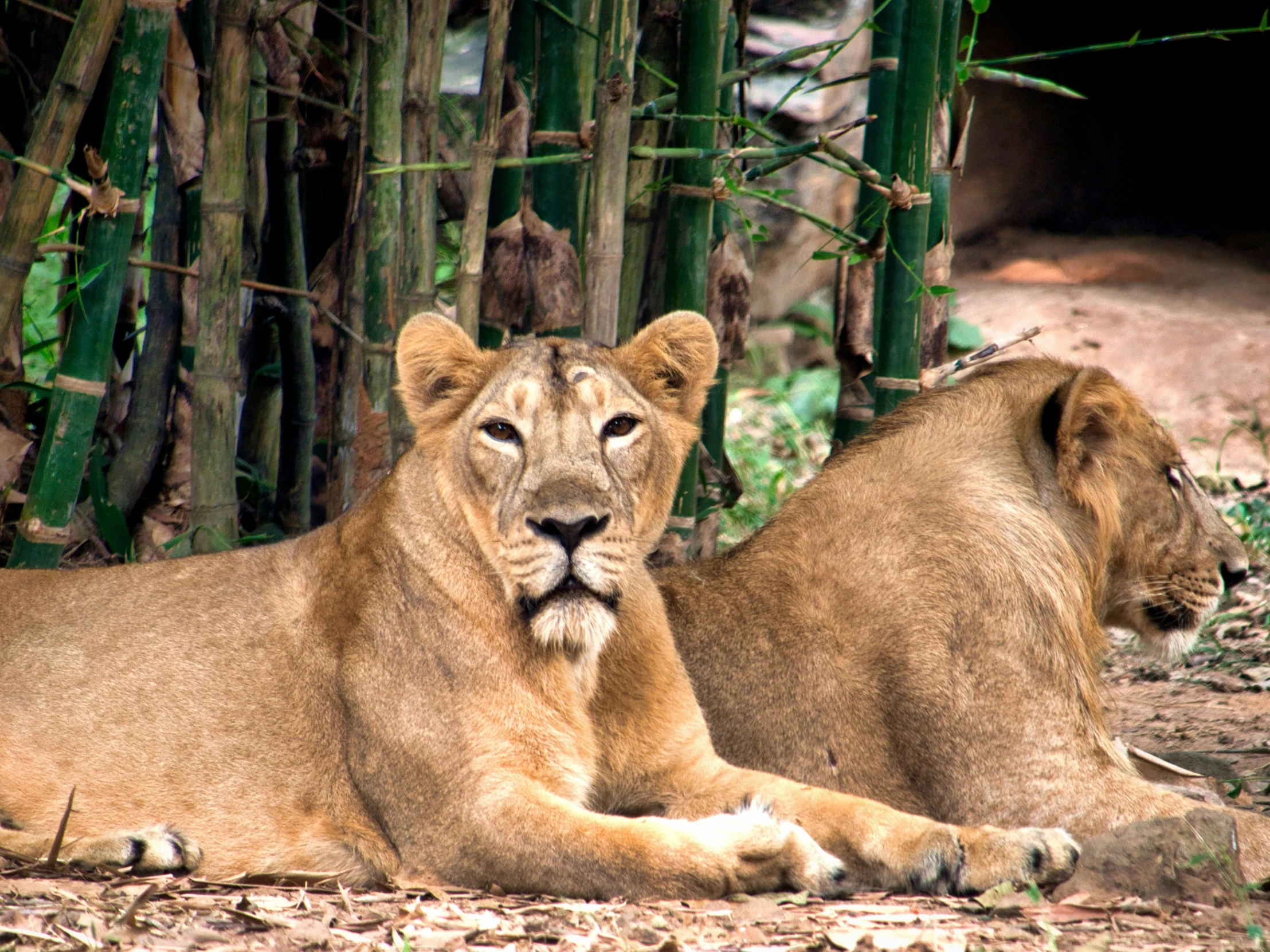 two lions are laying in the woods on the ground