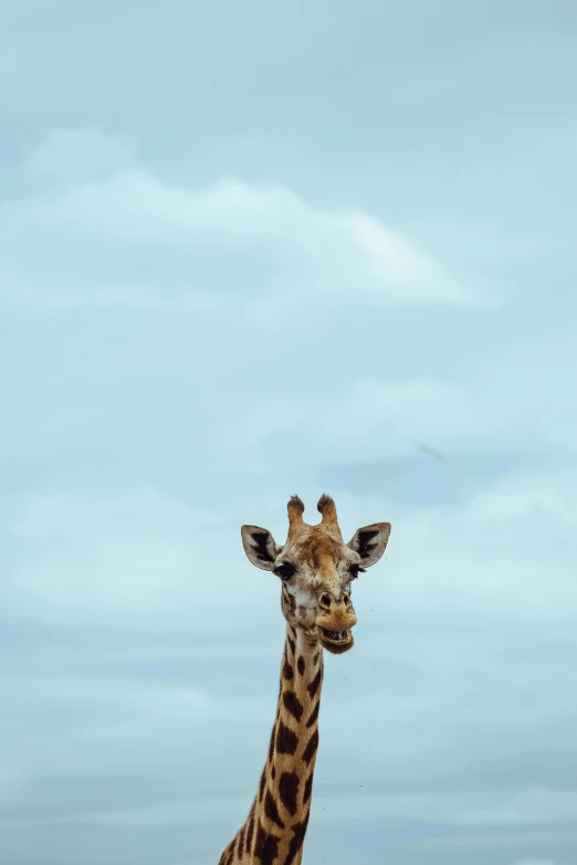 the giraffes is standing on the plains with a sky background