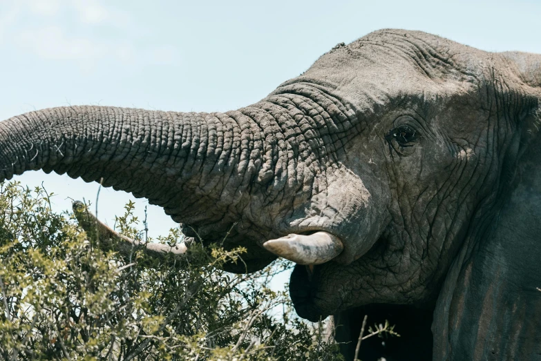 an elephant with large tusks eating some nches