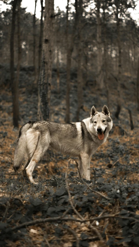 a gray wolf is standing in a wooded area