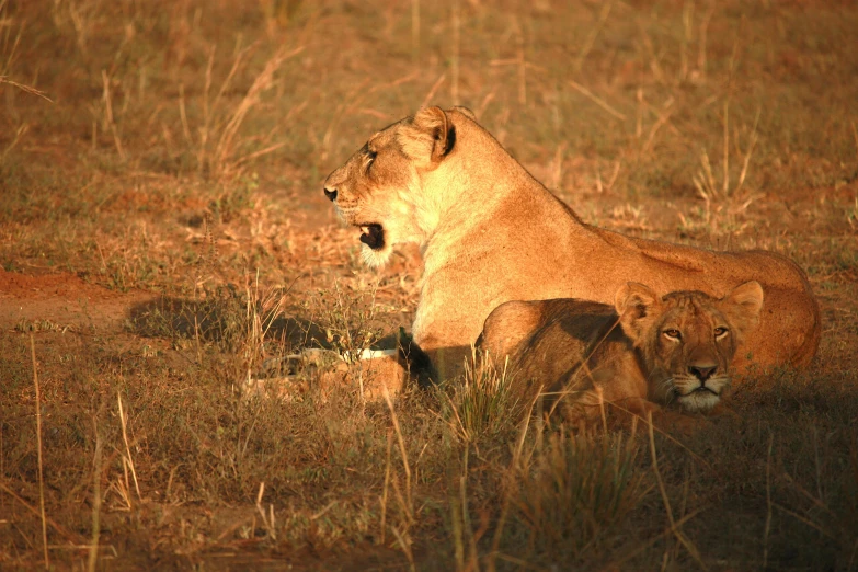 two adult lions sitting down in the middle of the field