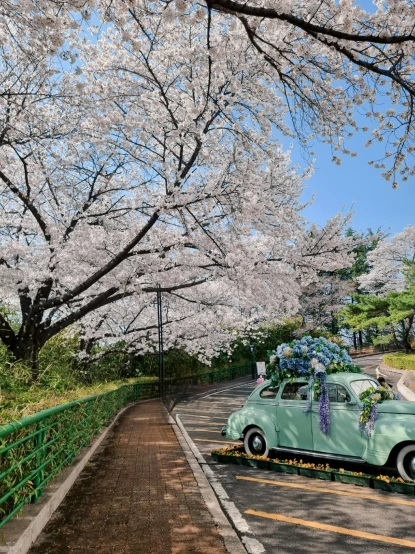 an old car covered in flowers is going under a cherry blossom