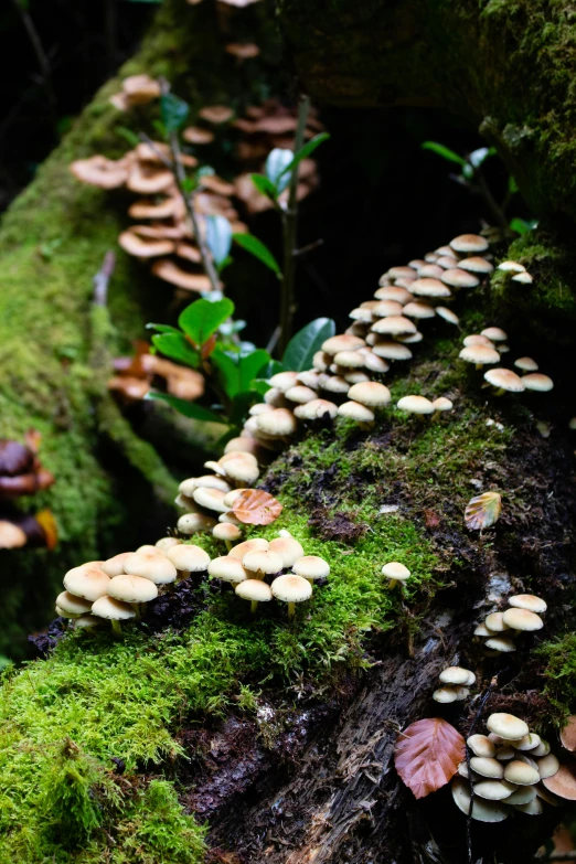 group of mushrooms that are growing on a log