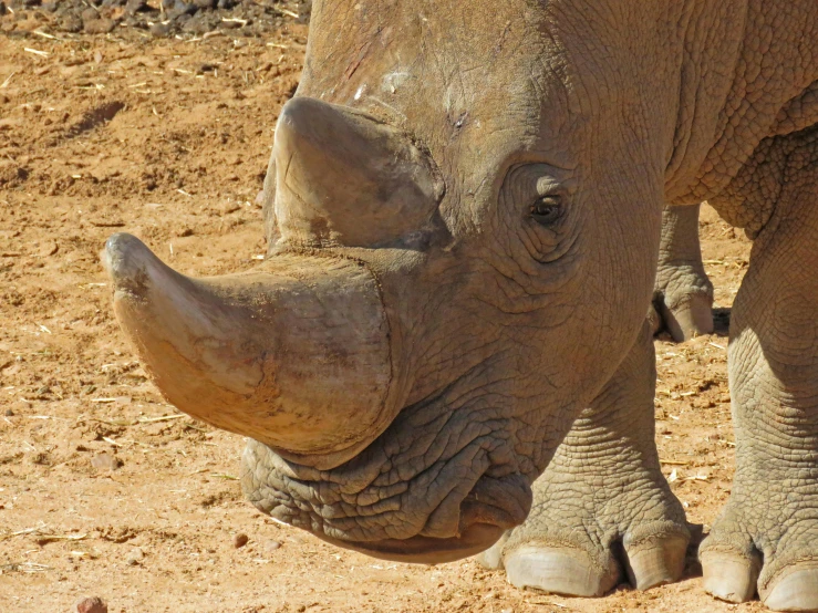 closeup of rhino's nose with dirt in the background