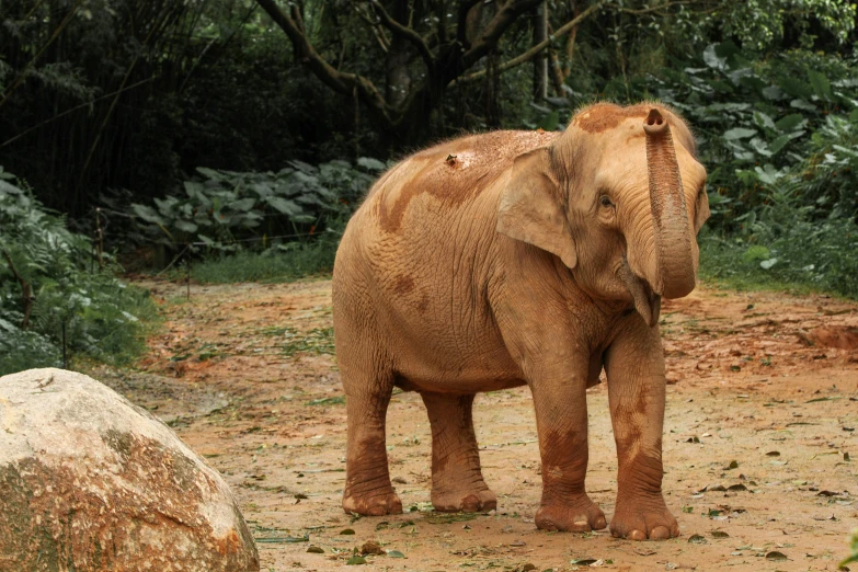 a single elephant standing in front of some trees