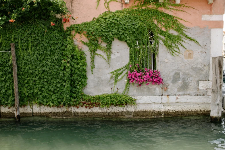 a large plant is growing near a building