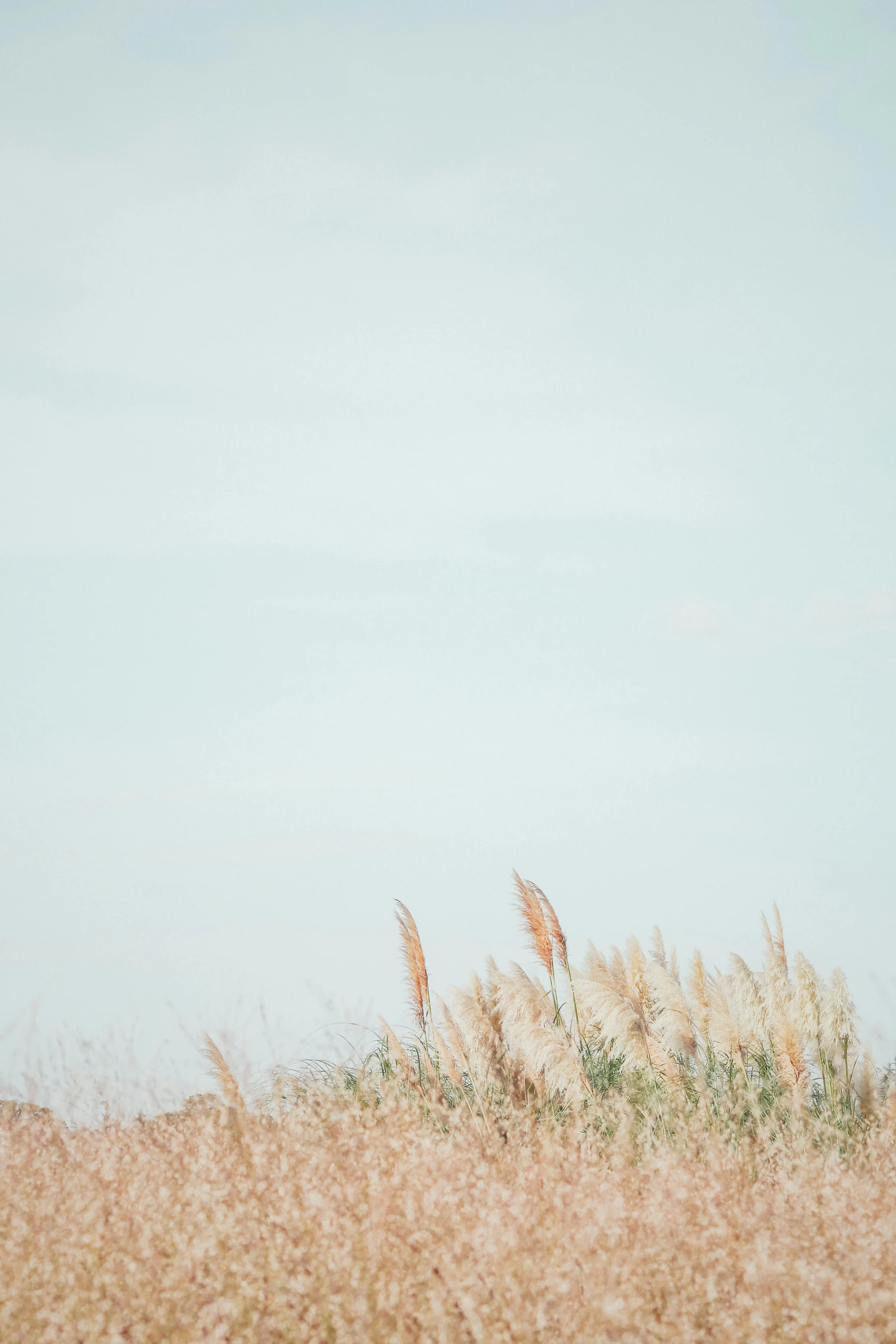 the grass is dry, in a field, it is blue and there are brown feathers flying high