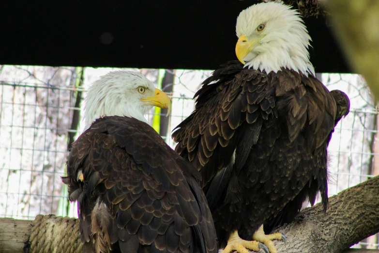 two bald eagle sitting on top of each other on a tree nch