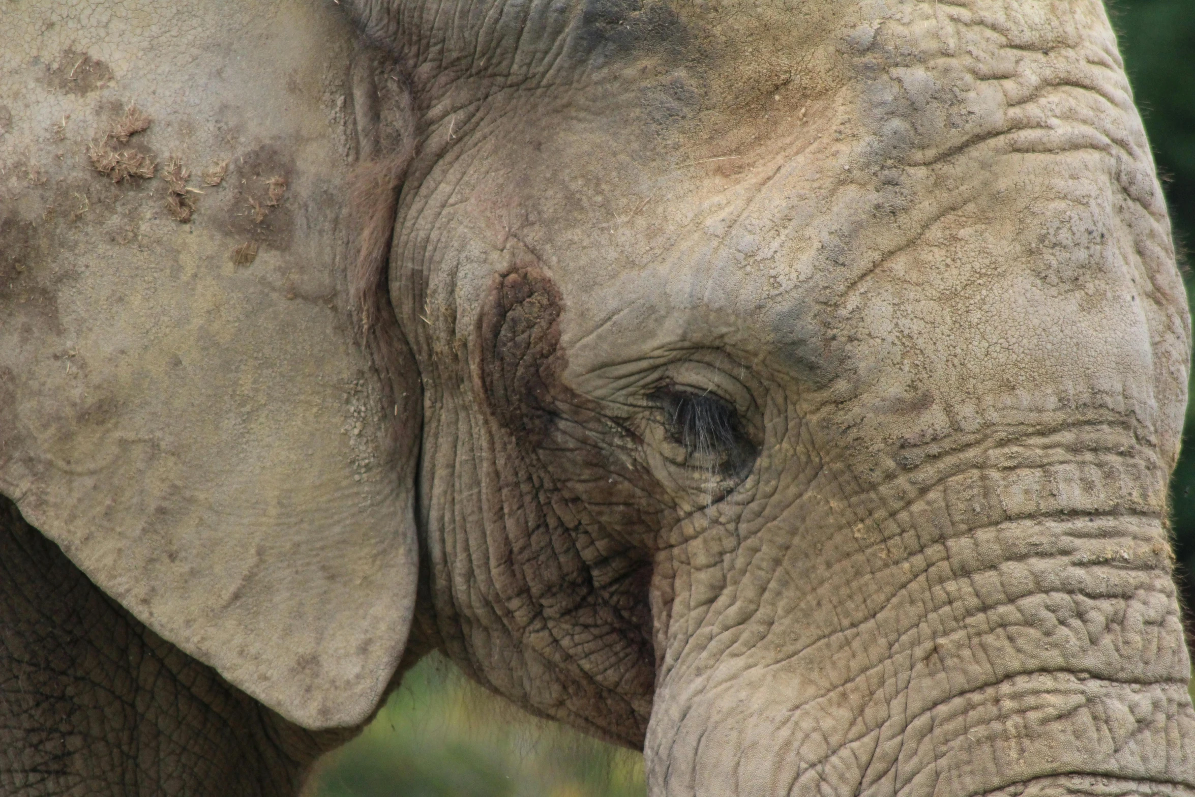 closeup view of an elephant's face from the chest up