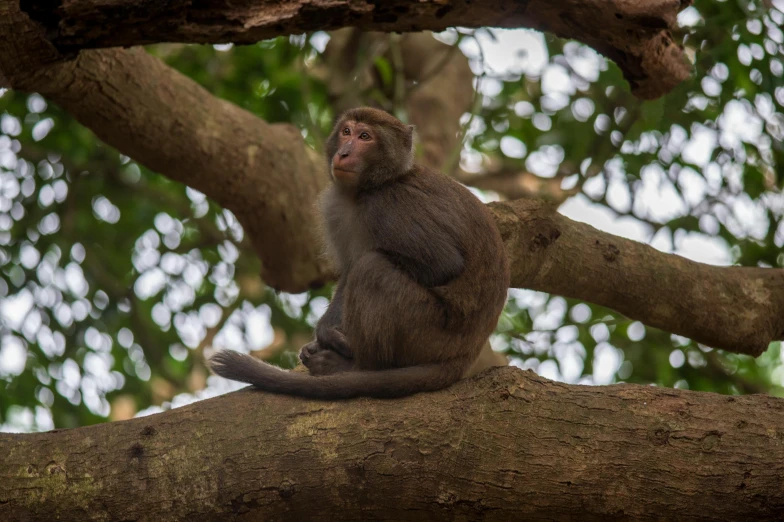 a monkey that is sitting on top of a tree nch