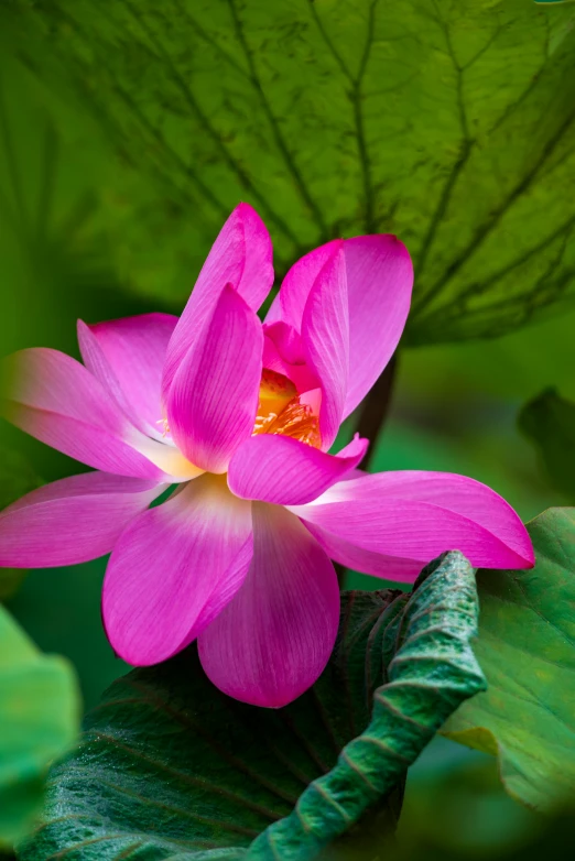 a beautiful pink flower sitting on top of leaves