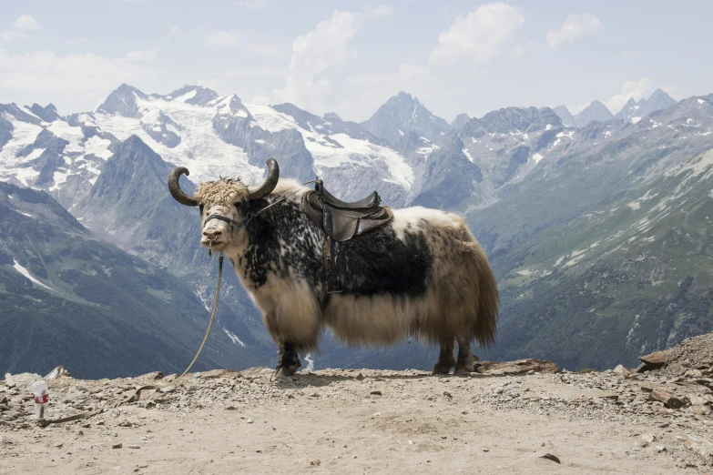 a yak with long horns and rope on top of a mountain