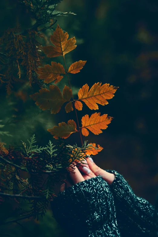 a woman's hand holding out autumn leaves over a green background