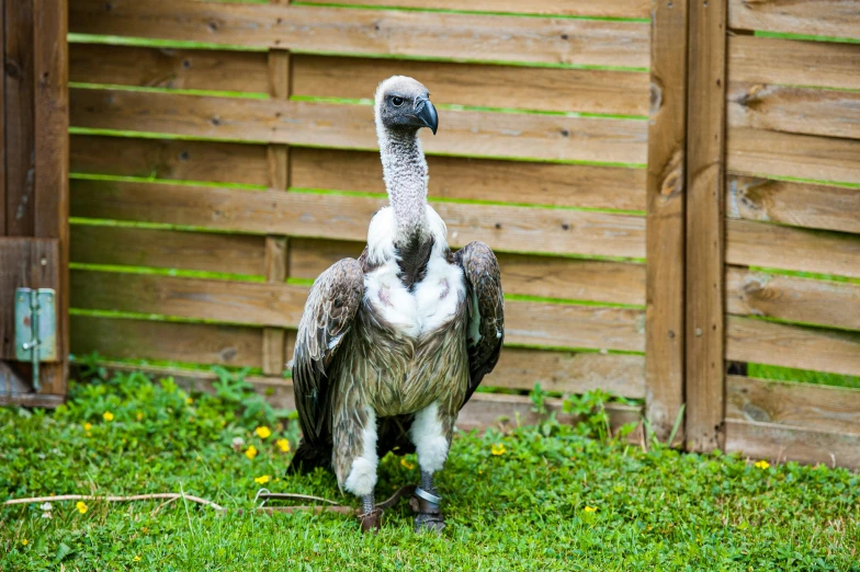 a gray and white bird standing on grass