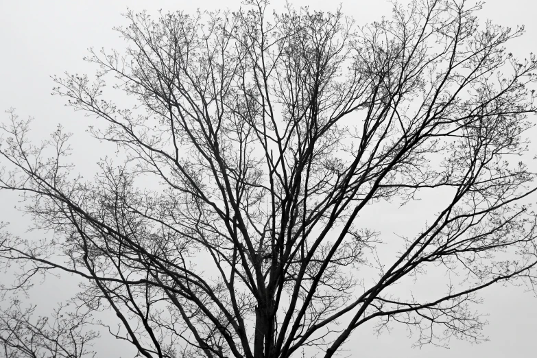 a tree that is not leaves with no snow