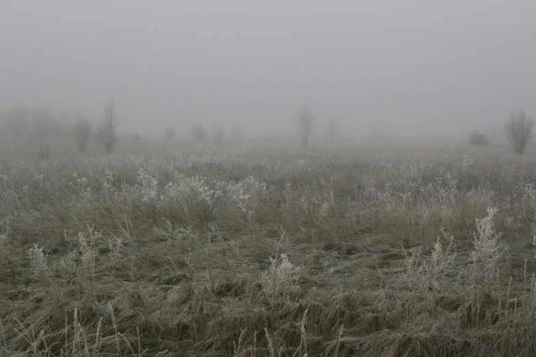 a field with fog on top of it