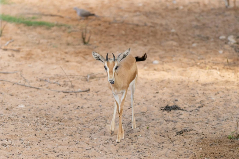 a baby deer in the middle of a dirt field