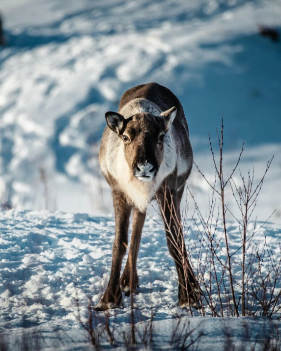 the large brown animal is walking in the snow