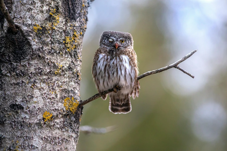 an owl perched on top of a tree nch