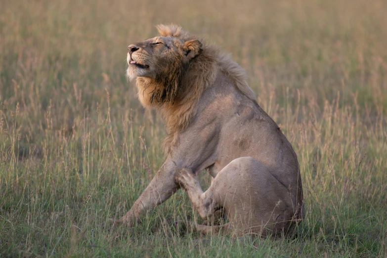 a lion stretching while sitting on a grassy field