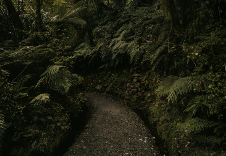 an uphill road is surrounded by green plants and trees