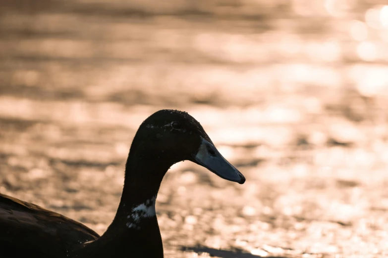 the duck is looking at the camera