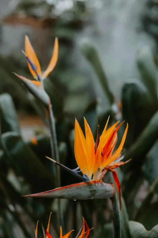 the large orange flower has long stem spikes