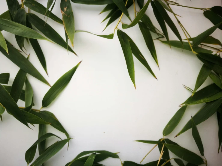 a group of leaves hanging down from a wall