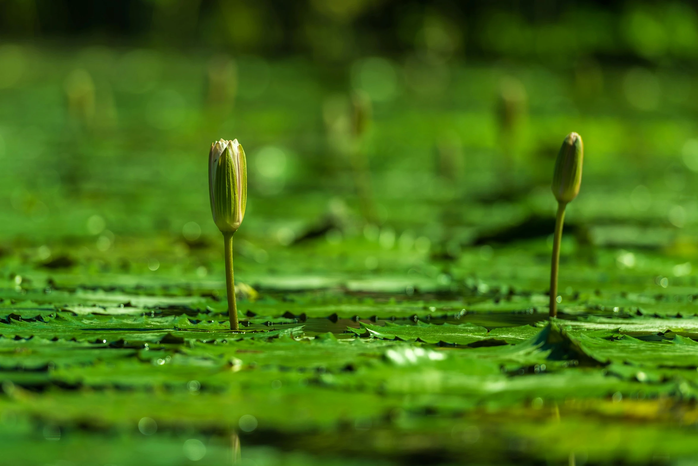 small flower buds on top of water and green leaves