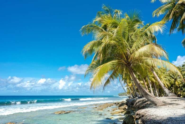 there is palm trees on the beach by the ocean