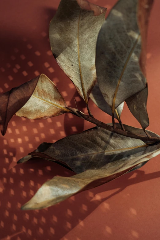 two leaves sit on top of a table