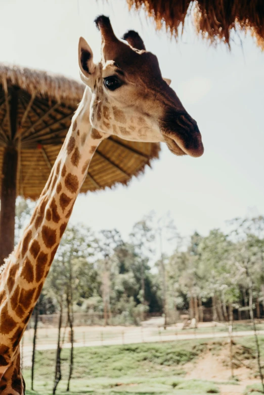 a giraffes head with it's ears raised looking into the camera