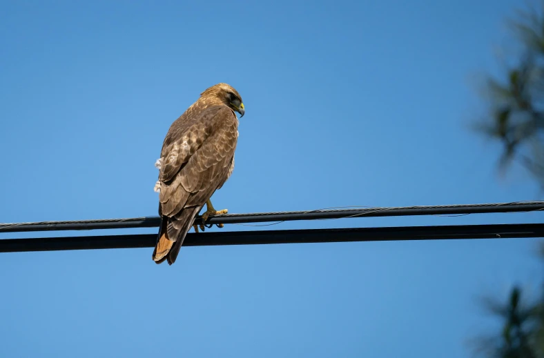 a bird sits on a wire against the blue sky