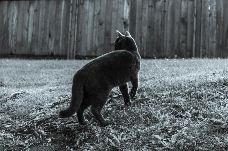 black and white po of two cats in front of a fence