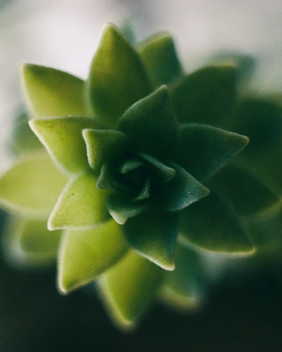 a close up image of an green plant on a wall