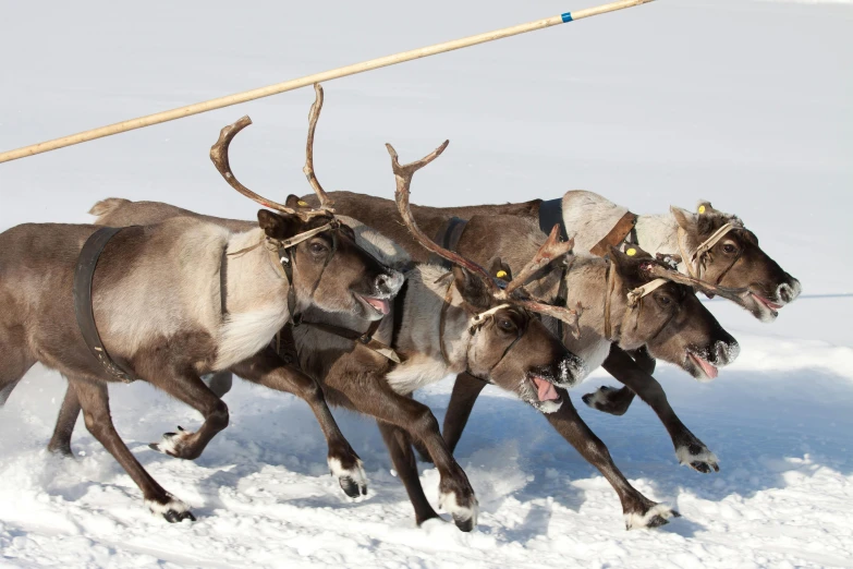 a number of animals running through snow with one person riding on the sleigh