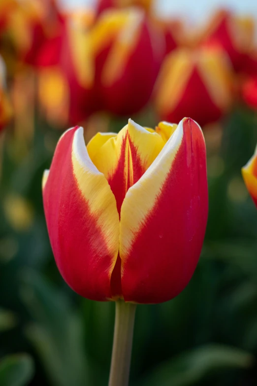 the inside of a red and yellow tulip with a light green stem