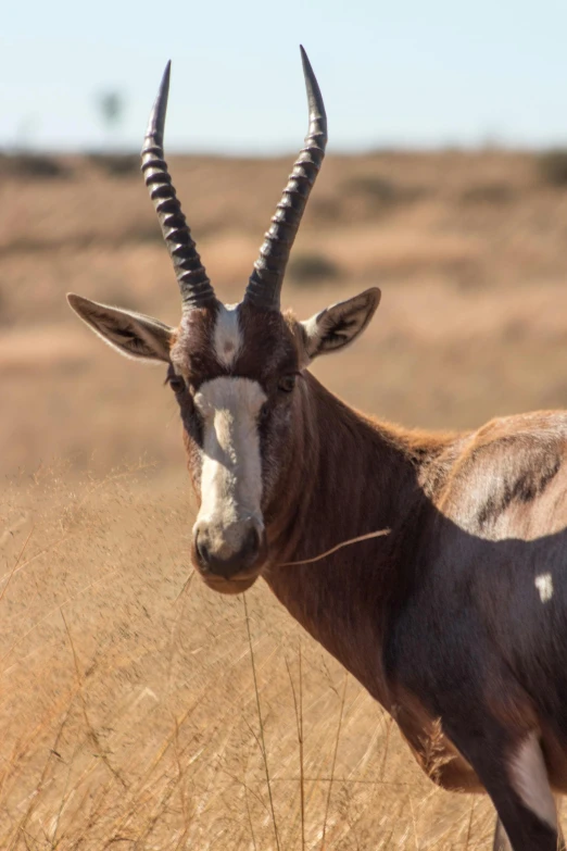 a long horned animal standing in a field