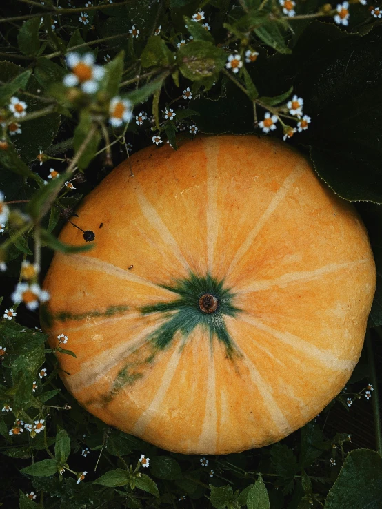 an odd orange fruit lying in a tree with leaves