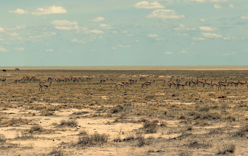 an area with dry grass and animals in it