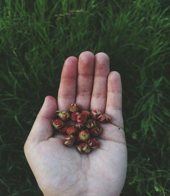 a person is holding some seeds in their hand